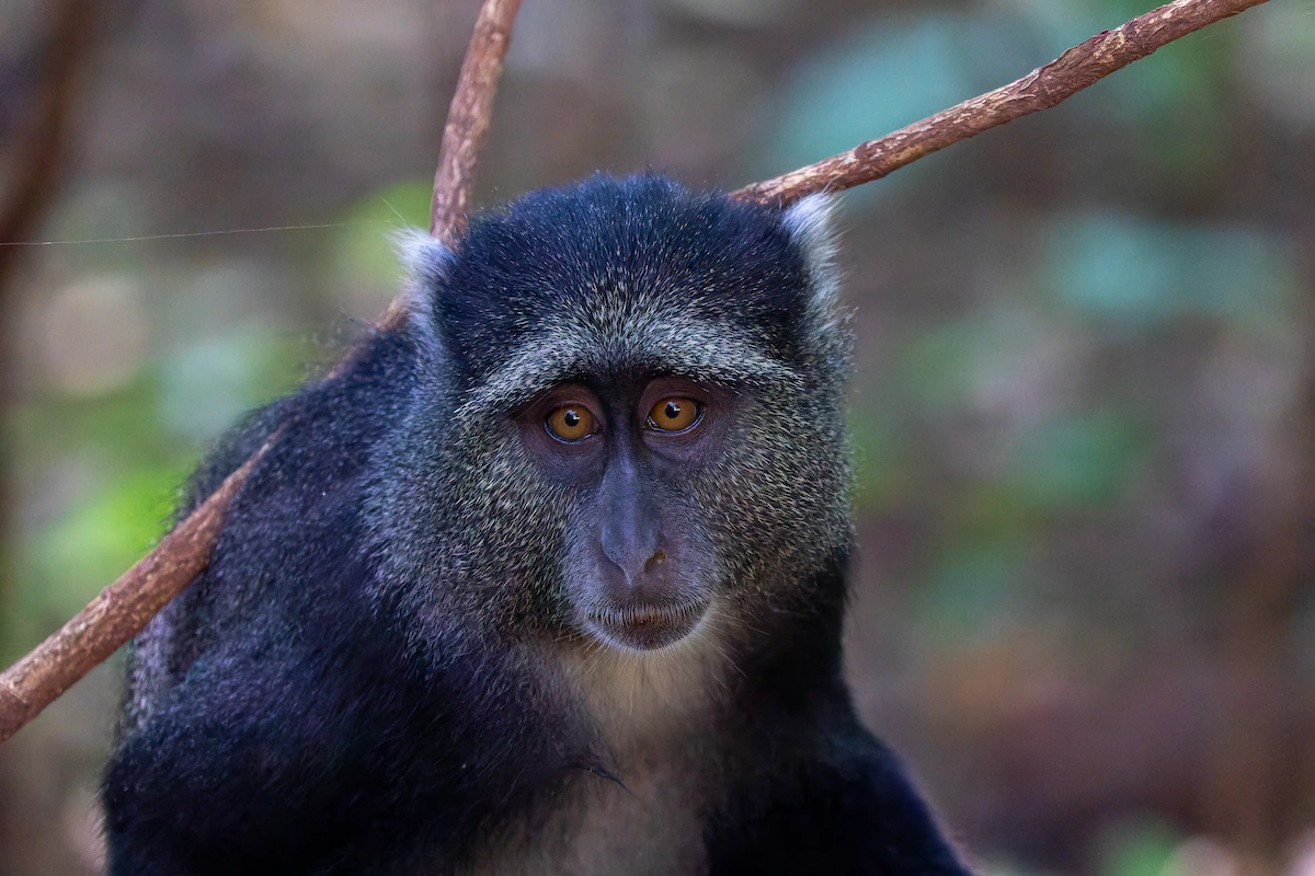 Blue Monkey Safari Tanzanie